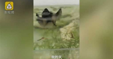 蝙蝠深夜飛入民宅 鏡頭紀錄「捕魚瞬間」屋主傻