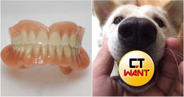 奶奶假牙找不到!愛犬「笑笑走過去」 仔細一看…燦笑好像怪怪的