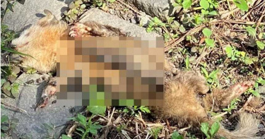 屏東縣爆狂犬病?內埔鄉發現鼬獾屍體 檢驗首例陽性反應