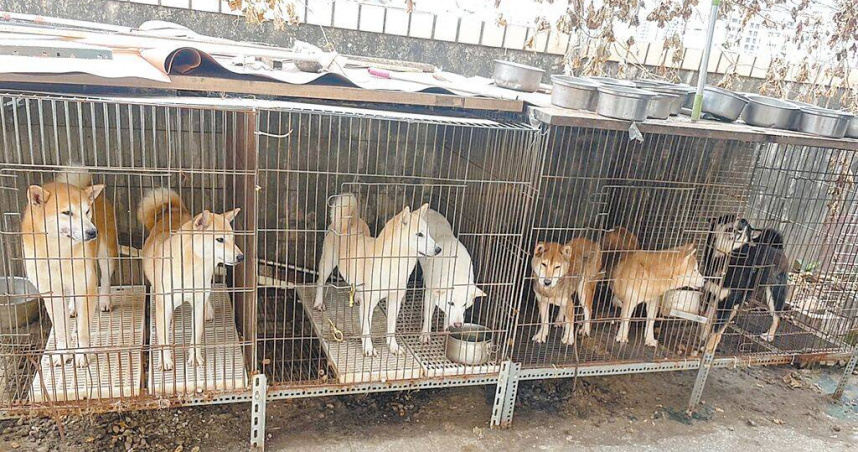 台中市北區一棟社區大樓遭住戶飼養大量犬隻涉非法繁殖，頂樓發現許多純種柴犬遭不當飼養。（圖／市議員陳文政提供／中國時報陳淑娥台中傳真）