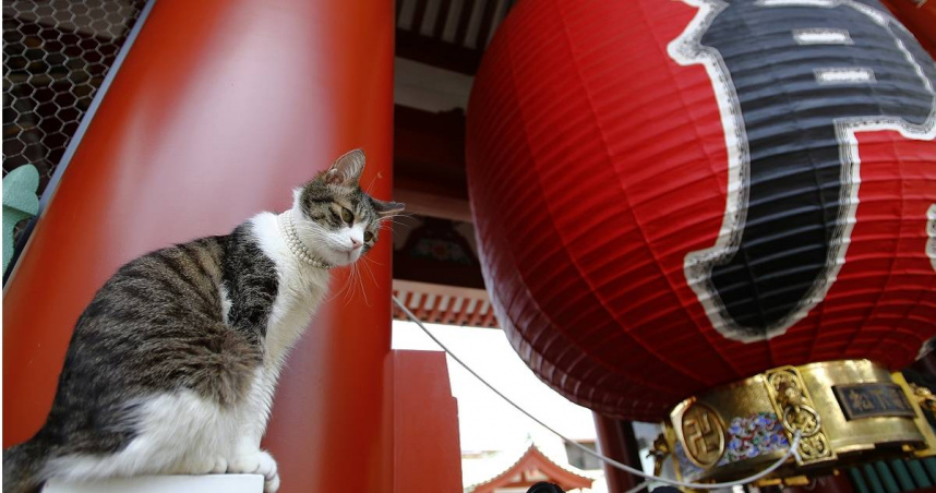 日本寵物食品協會在1987年所設立的節日「貓之日」，用於慶祝和紀念貓咪與人類和平共處。（圖／達志／美聯社）