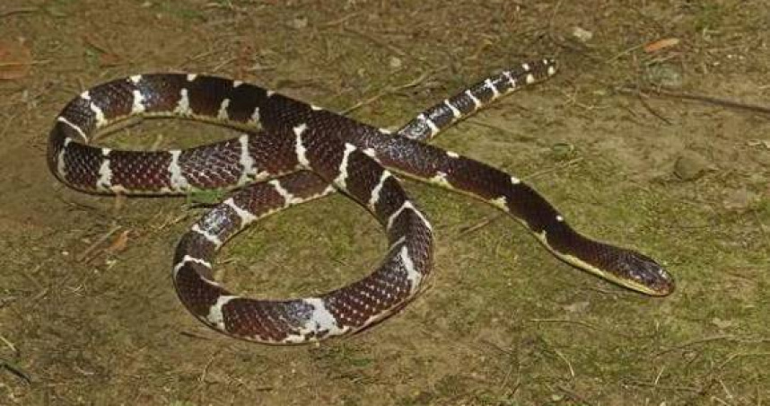 素貞環蛇。（圖／翻攝自中國科學院成都生物研究所官網）