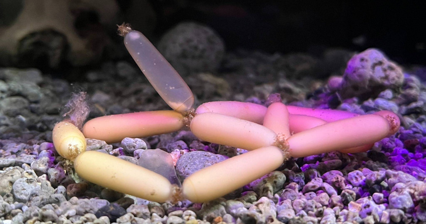 日本一間水族館分享盲鰻卵的照片，因為外型像「小香腸」，引發熱議。（圖／翻攝自X／@yogyo_aquarium）