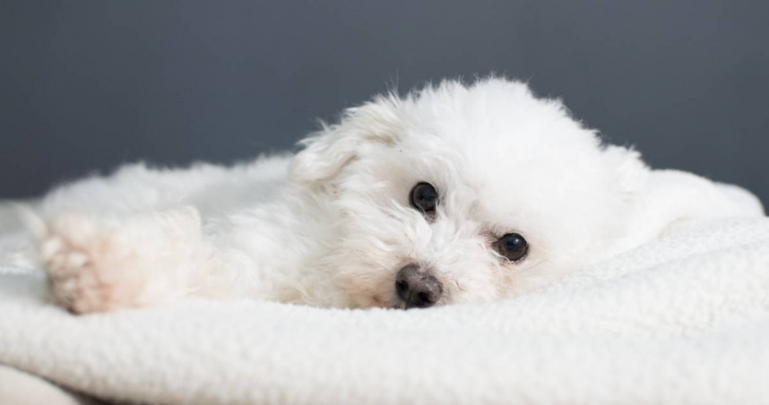 專家認為，狗狗的理想室溫是18至26度。（示意圖／FREEPIK）