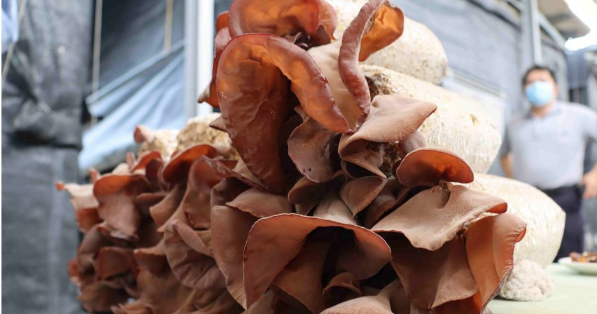 婦人吃木耳中毒送醫。（示意圖／報系資料照）