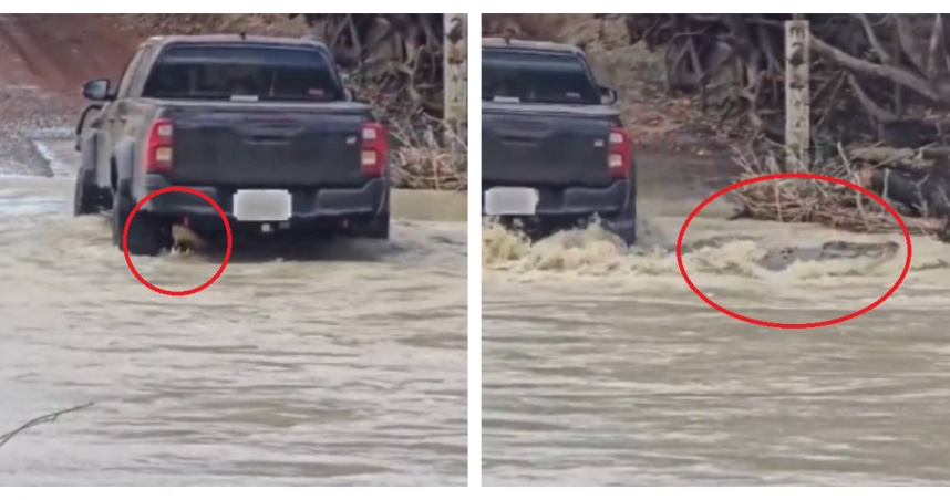目擊者拍下黑色皮卡意外輾過巨大鱷魚的瞬間，畫面驚險引發百萬次觀看。(圖／翻攝自IG，下同)