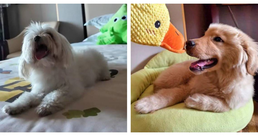 武漢碧桂園鳳凰酒店推出「寵物陪睡服務」，顧客可預訂主題房搭配訓練犬隻陪伴過夜。（圖／受訪者提供）