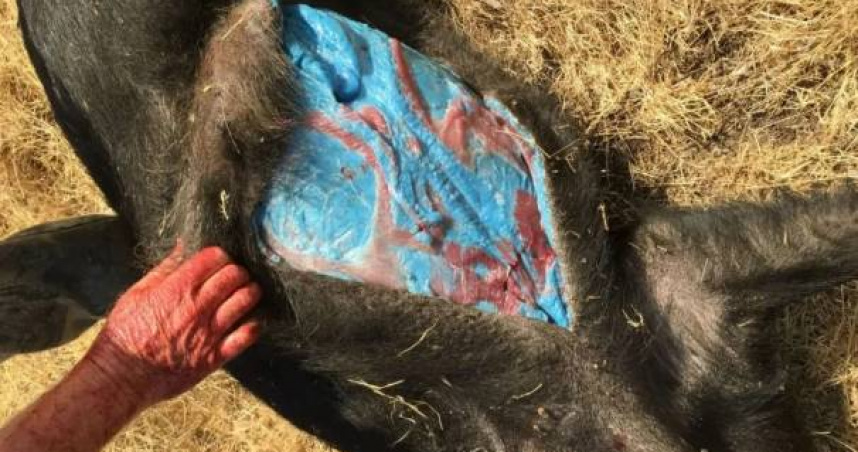 美國加州蒙特利縣近日出現一批野豬體內肌肉及部分皮膚竟呈現出鮮明的霓虹藍色。（圖／翻攝自imgur／GlendilTEK）