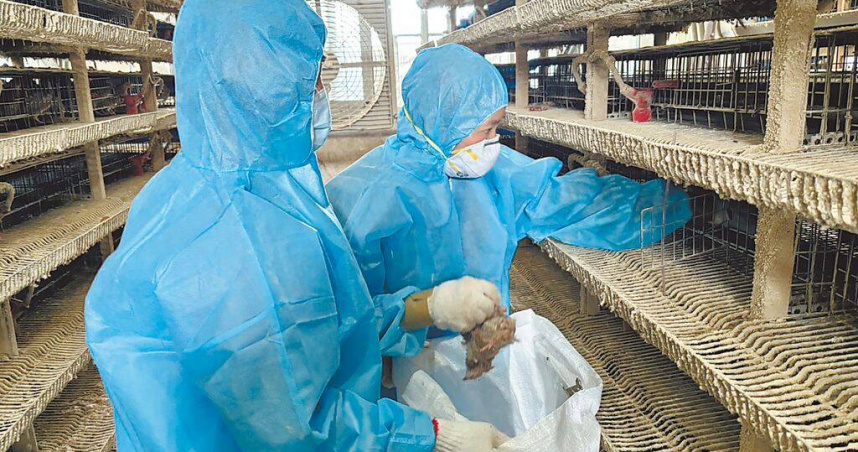 彰化縣鹿港鎮一處鵪鶉場爆發新型H5N1高病原性禽流感疫情，防疫人員立即進行該場域撲殺清場及消毒作業。（圖／彰化縣政府提供／中國時報馮惠宜台中傳真）