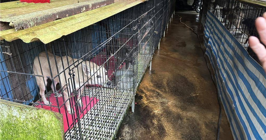 農業部今（30）回應，餵食管理仍有待社會各界取得共識，而安樂死則會督導各縣市建立嚴謹且透明的評估與執行過程，並確保政策落實不因社會輿論而失衡。（圖／本報系資料照）