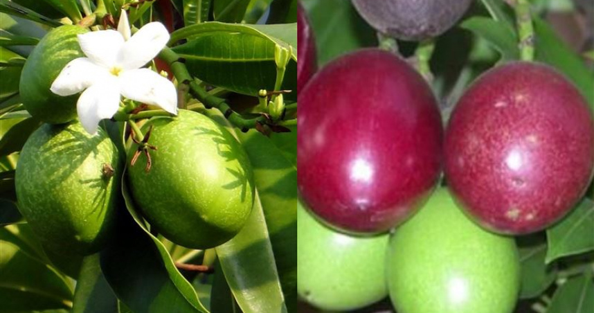 百香果（左）外觀神似海檬果（右）（組圖／PIXABAY、三立資料照）