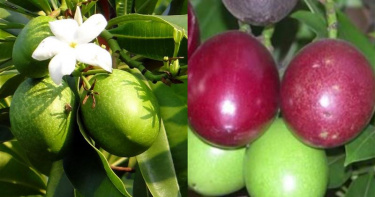 百香果（左）外觀神似海檬果（右）（組圖／PIXABAY、三立資料照）