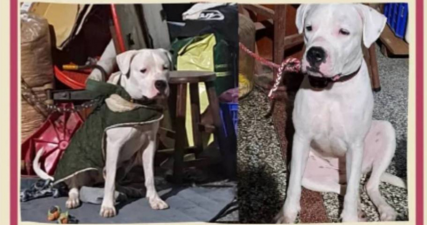 彰化一名49歲的何姓男子因罹患口腔癌，領養杜告犬將其取名為健康，希望人狗平安，卻虐死狗後棄屍。（圖／翻攝自threads）