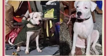 彰化一名49歲的何姓男子因罹患口腔癌，領養杜告犬將其取名為健康，希望人狗平安，卻虐死狗後棄屍。（圖／翻攝自threads）