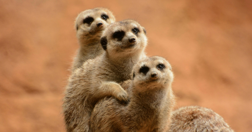 （示意圖／Pexels）