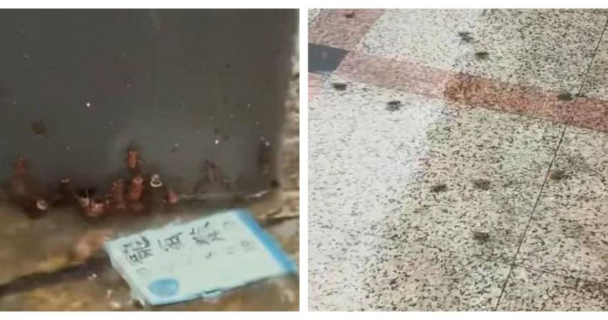 廣東暴雨後，大量蟑螂集體出沒，畫面讓民眾頭皮發麻。（圖／翻攝自瀟湘晨報，下同）
