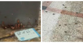 廣東暴雨後，大量蟑螂集體出沒，畫面讓民眾頭皮發麻。（圖／翻攝自瀟湘晨報，下同）