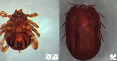 大陸多省爆「新布尼亞病毒」至少7死!症狀曝光 醫示警:可能人傳人