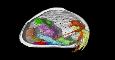 被琥珀封印1億年 科學家發現世上最古老的「巨大精子」