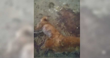 煉獄狗場1/「護生園」成百犬噩夢 狗狗沒飯吃啃食同伴屍體