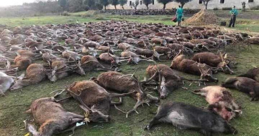一字排開拍照炫耀!西班牙16獵人屠殺540動物 葡國政府揚言追究到底
