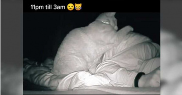主人睡醒天天疲倦!查看監視器驚見:愛貓半夜猛揍她4小時