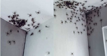 上百蜘蛛天花板「群聚亂竄」!驚悚「45秒交疊片」曝...秒起雞皮疙瘩