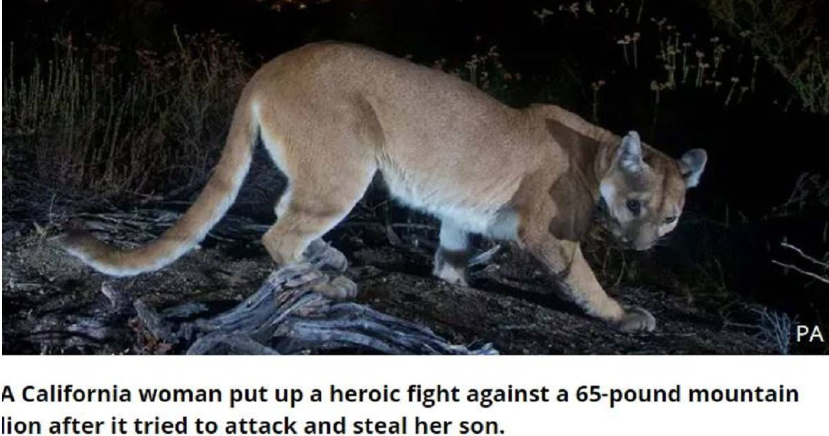 Are There Mountain Lions In Pa Home Design Ideas