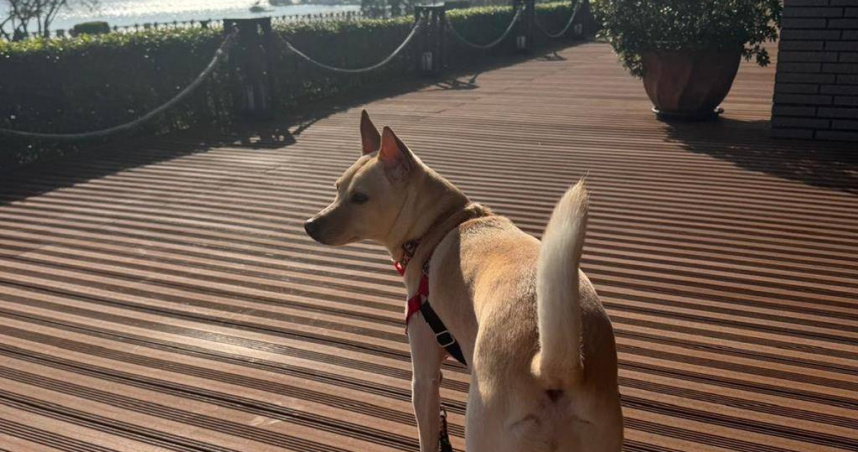 新竹分署特別提醒犬貓寵物飼主注意，狂犬病疫苗須每年注射。（圖，非當事犬隻／新竹執行分署提供）