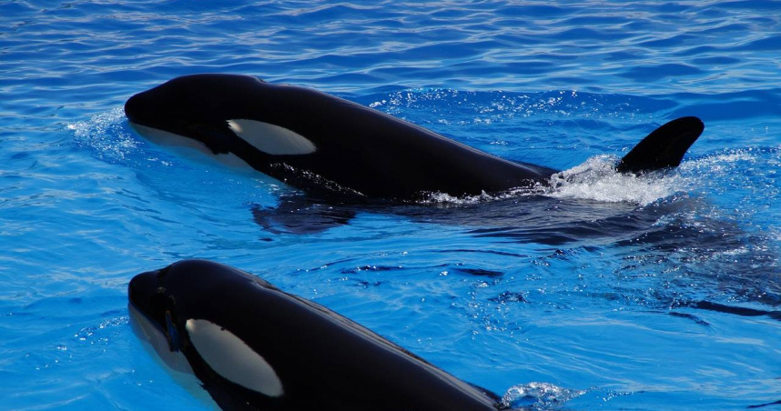 水族館停業後淪為廢墟，虎鯨、海豚被困「腐水池」內無助徘徊。（示意圖／Pixabay）