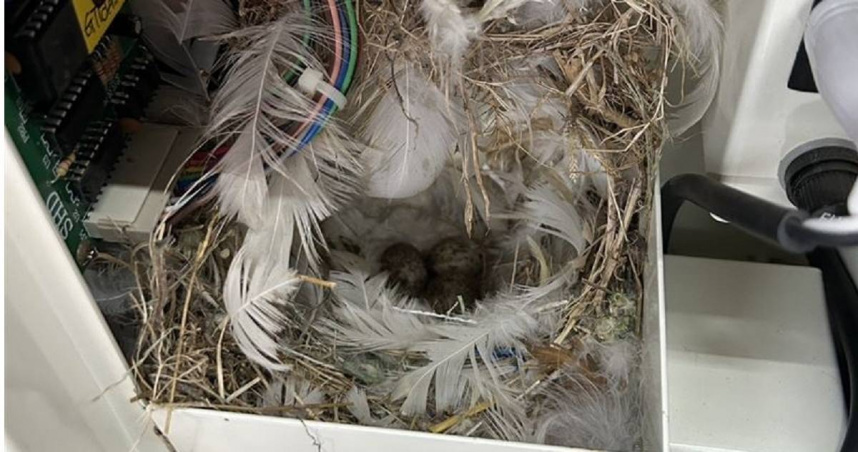 洗車場地上總是有硬幣掉落，業者打開投幣式充電樁發現竟有麻雀夫妻溜進去築巢孵蛋。（圖／翻攝畫面）