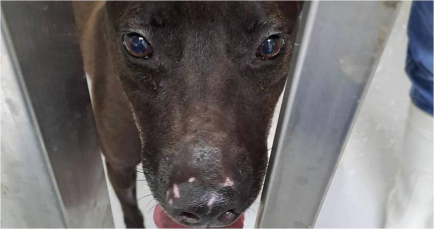 受傷的浪浪叫做「芋圓」，傷口經獸醫師檢視，認為是餵食時，與同犬舍的犬隻打架受傷。（圖／翻攝畫面）