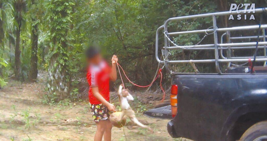 亞洲善待動物組織於泰國拍攝到一名男孩試圖訓練猴子時，猛力拉扯其脖子上的鍊子。（圖／翻攝畫面）