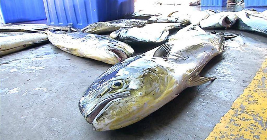 對於美國20％關稅實施，東港鬼頭刀銷美雖占9成，但東港區漁會表示，現階段無明顯影響，但以長遠來看，會擔憂之後的成本轉嫁到漁民身上。（圖／本報資料照）