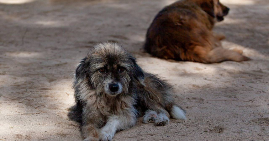 印度新德里街頭的流浪犬，當地最高法院已下令將牠們集中收容並進行絕育與疫苗施打。（示意圖）
