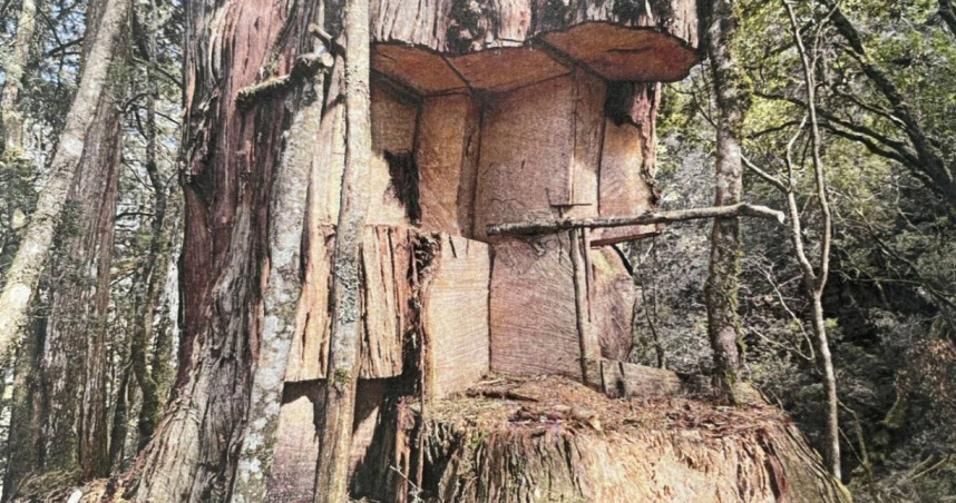 山老鼠集團盜伐之被害扁柏生立木價值新臺幣2500萬元。（圖／南投地檢署提供）