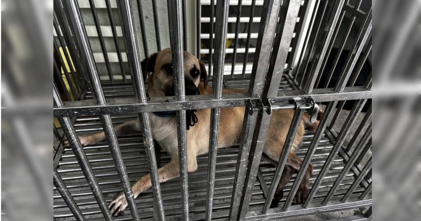 基隆許姓郵差22日在送信時，右手無名指遭家犬咬斷，所幸後續經手術將斷指接回。目前傷人犬隻已由動保所已先收容至寵物銀行。（圖／基隆市動保所提供）