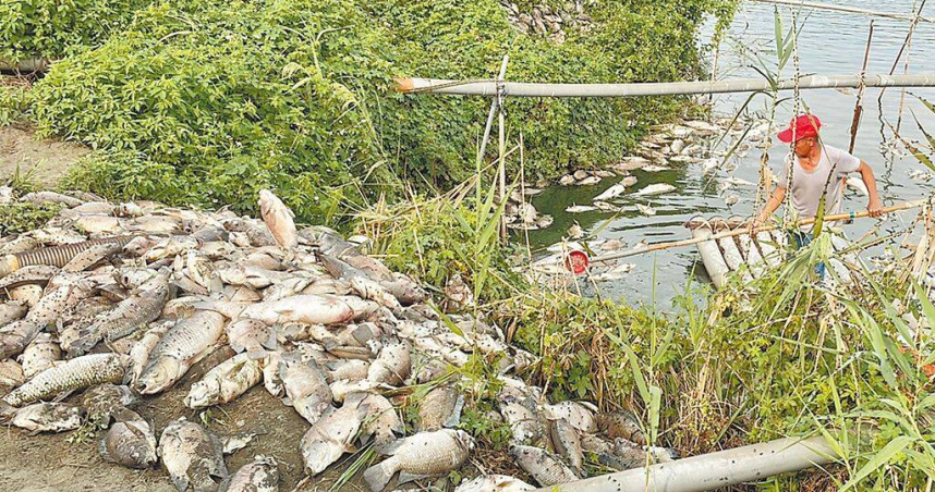 雲林縣麥寮鄉1處養殖魚塭10月1日疑因電線老舊脫落，造成水車停擺超過12小時，2日大量魚隻暴斃，損失逾百萬元。（圖／中國時報張朝欣攝）