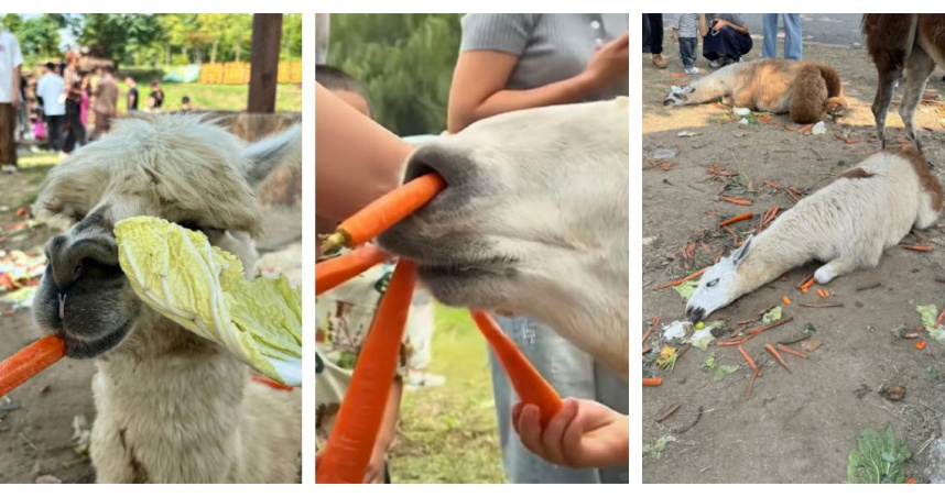 網友拍攝園內羊駝躺倒在地，周圍散落大量胡蘿蔔與白菜，引發過度投餵疑慮。（圖／翻攝自微博，上游新聞  ）