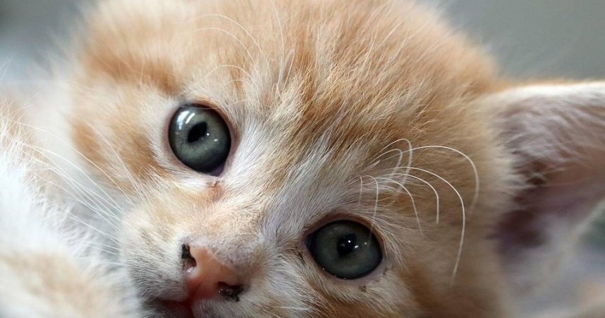 法國法院裁定，每次貓咪越界都將加罰，動保團體擔憂恐成負面先例。（示意圖／Pixabay）