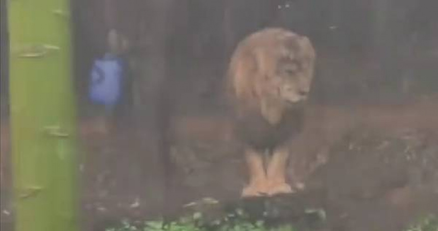 廣州長隆一隻獅子在暴雨中站立不動，畫面引發關注。（圖／翻攝自台州晚報）