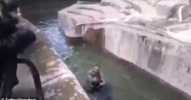 醉漢異想天開闖動物園 想近距離拍棕熊遭攻擊