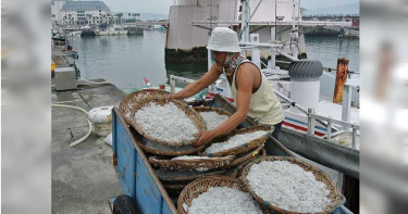 新北魩鱙禁漁 違規最重可罰十五萬元