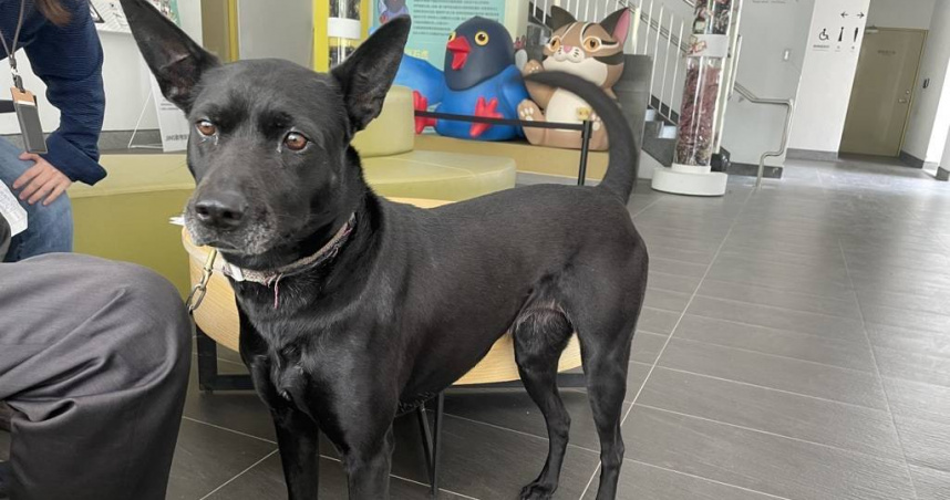 台中小黑狗被主人趕下車，所幸其精神狀況良好，飼主則被依法送辦。（圖／翻攝畫面）