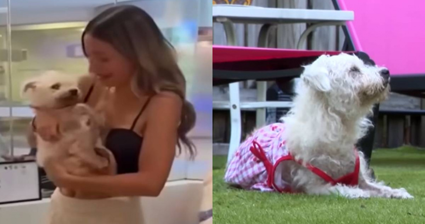 糖糖失蹤4年後，與主人薩加拉奇蹟重逢。（圖／翻攝自YouTube／WPLG Local 10）