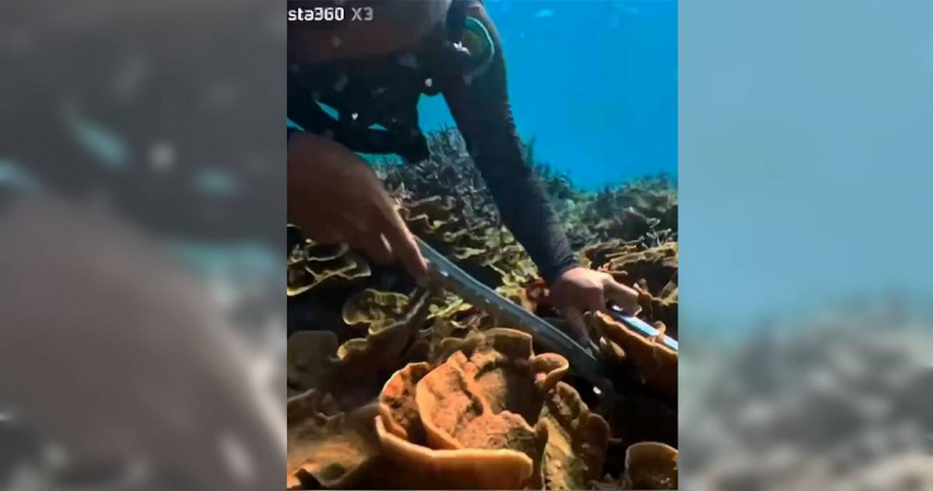 寶雅國際有限公司與澎湖縣水域遊憩活動同業公會合作，懸賞民間主動出擊獵捕，吸引人員下海清除棘冠海星。（澎湖縣水域遊憩活動同業公會提供）