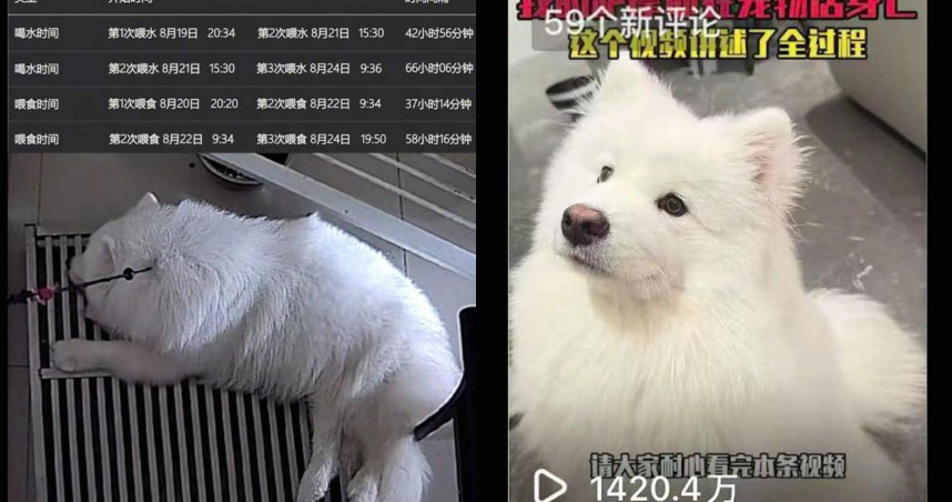 中國四川成都近日發生一隻薩摩耶遭店員疏於管理下慘死。（圖／翻攝自封面新聞）