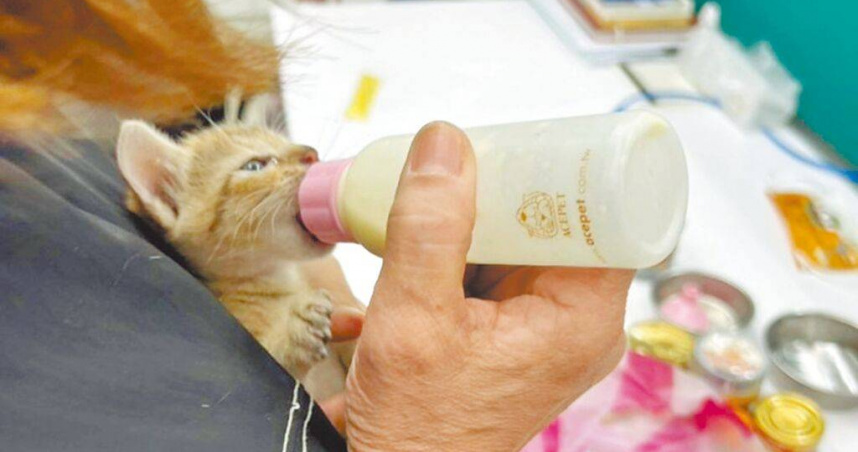 動保員餵奶給獲救的小貓，小貓喝得又快又急，研判應有一段時間未進食。（圖／新北市動保處提供／中國時報王揚傑新北傳真）