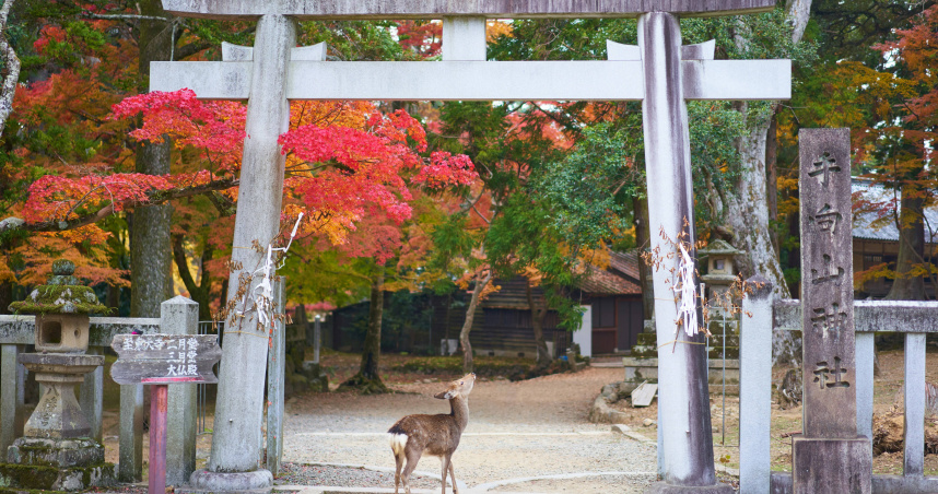 日本遊客悄轉向奈良，但晚上6點後就空蕩成弱點。（示意圖／unsplash）