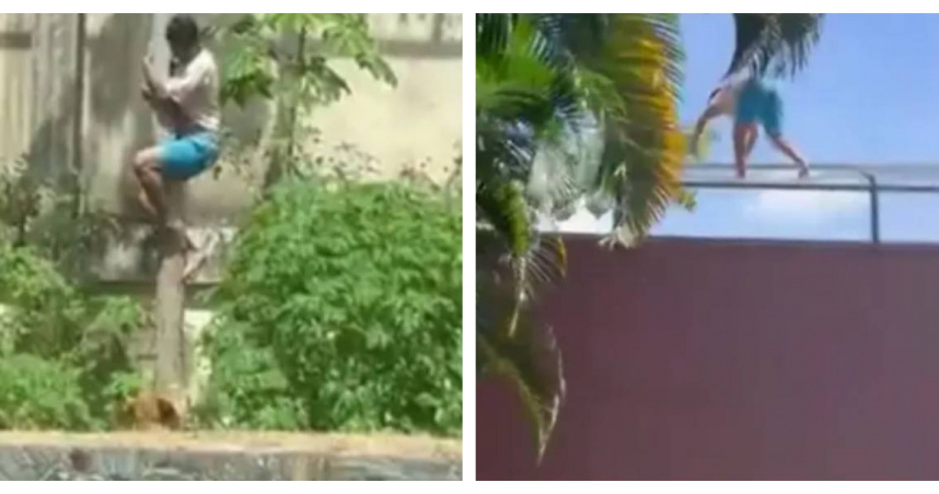 事發當天，19歲男子馬查多翻越高牆並從樹上滑入獅舍，遭母獅「莉奧娜」攻擊身亡。（圖／翻攝自X，X@CPreparado）